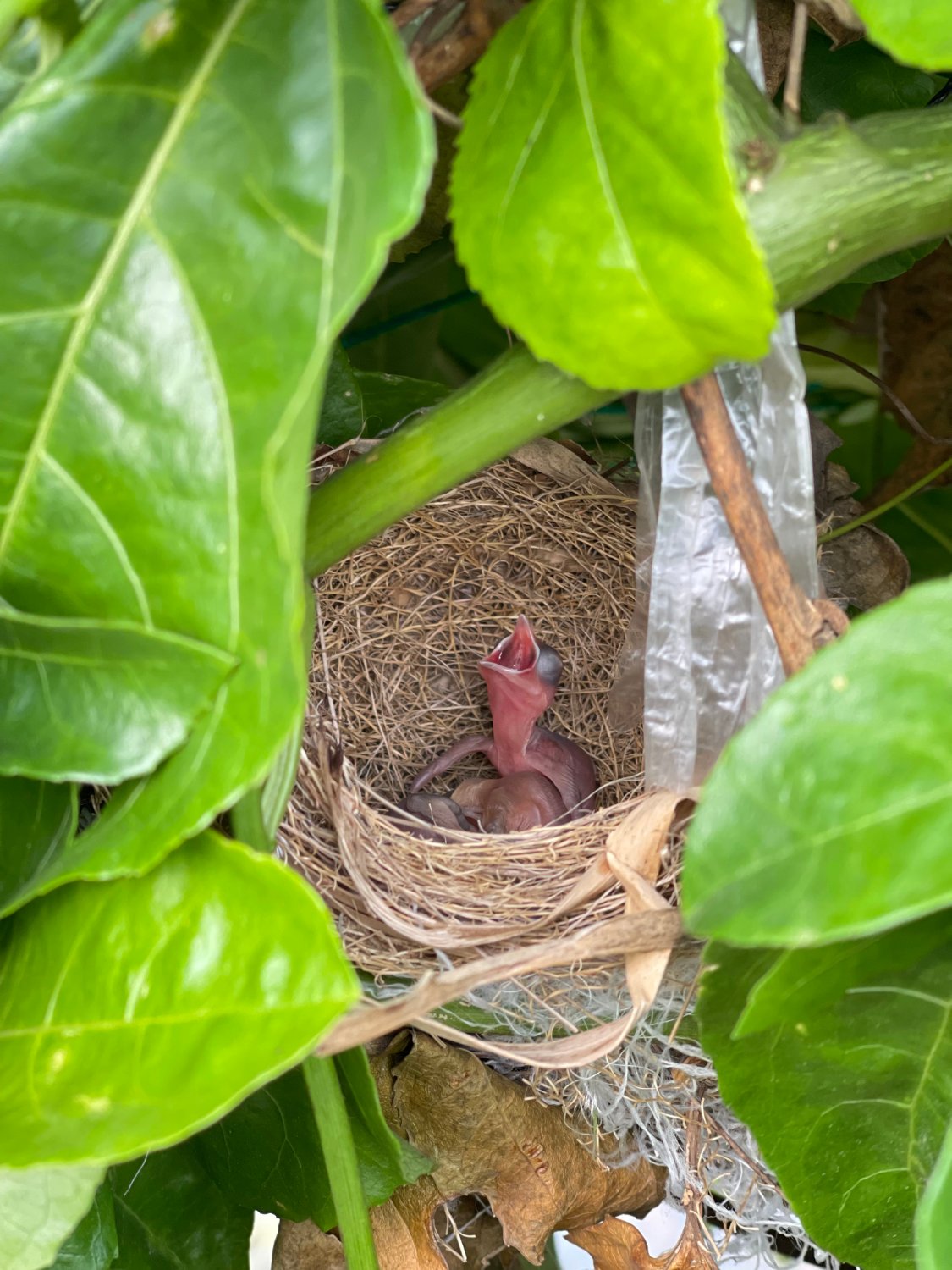 果樹上野鳥安心築巢，是少用藥最好的證明