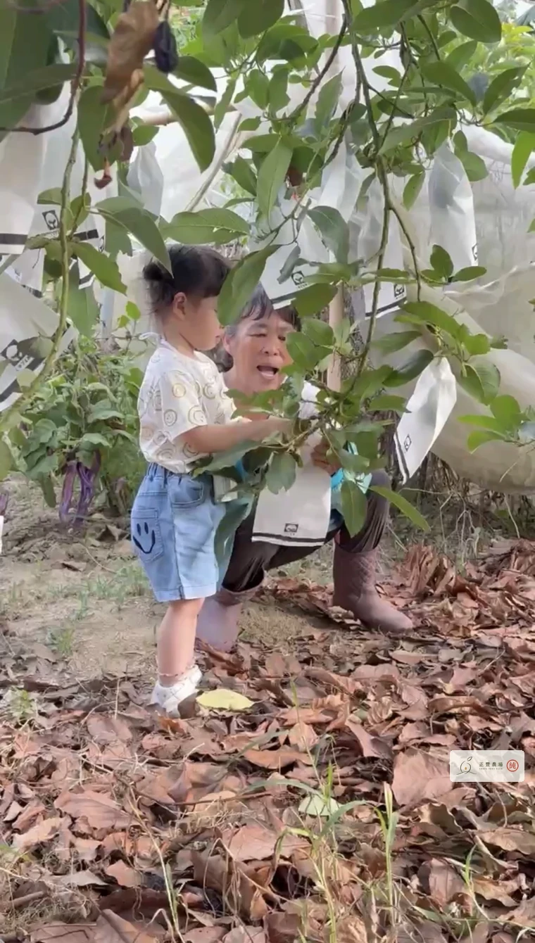 木瓜姨與側身的孫女在酪梨樹下套袋
