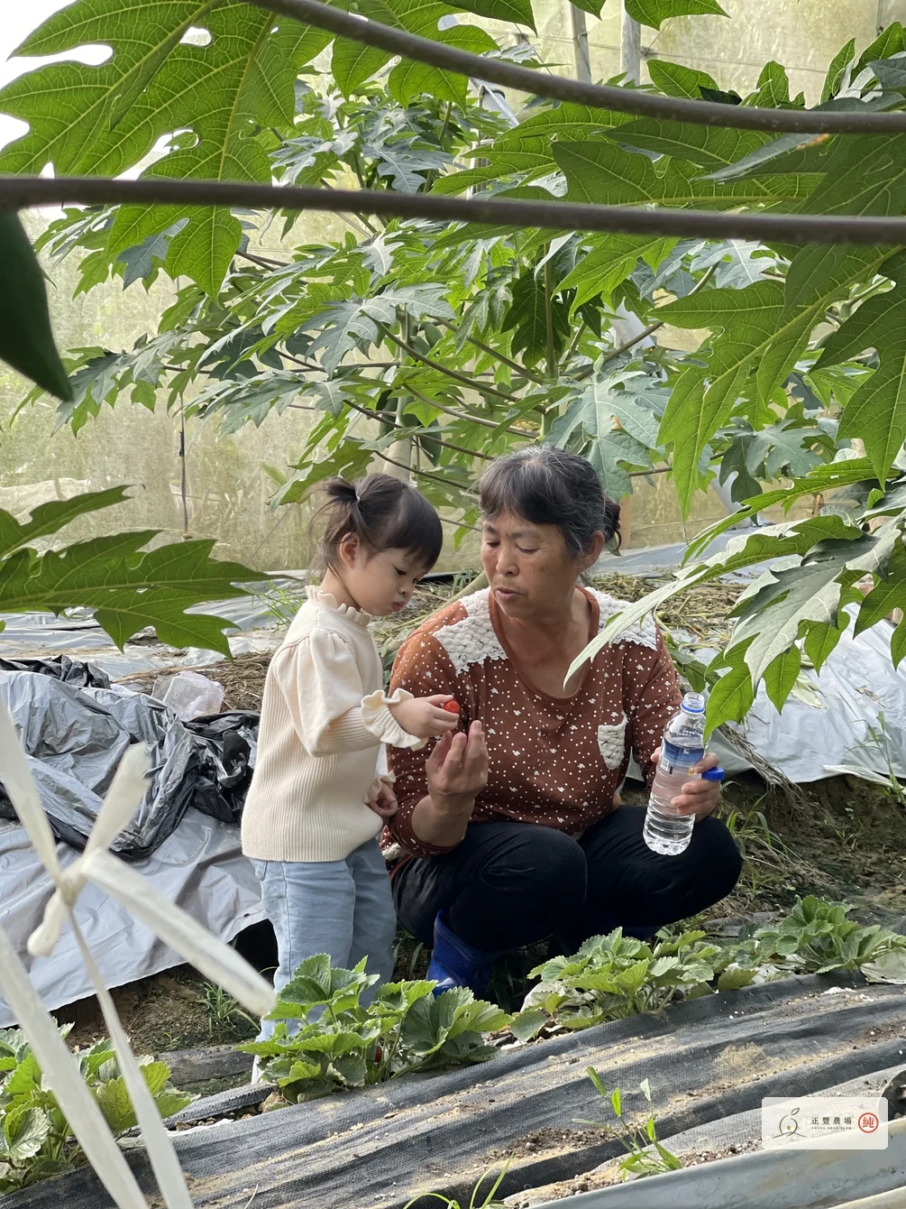 木瓜姨陪著側身低頭的孫女,在木瓜網室裡吃草莓